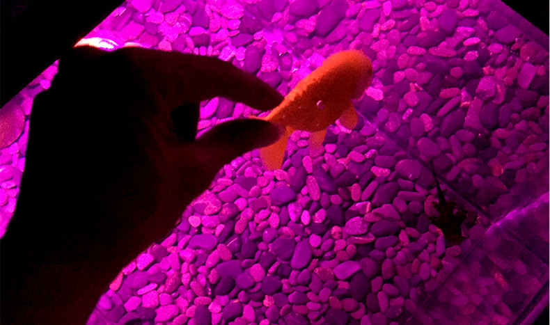 アートアクアリウムで金魚をエアキャッチ