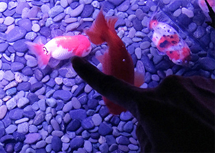 アートアクアリウムで金魚をエアつんつん